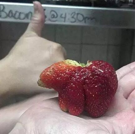 小红熊，草莓！