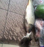 猫和鱼相爱了!!! 猫和鱼相爱了!!!