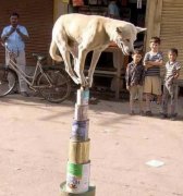 这个狗狗平衡能力太强了