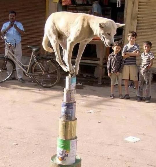 这个狗狗平衡能力太强了