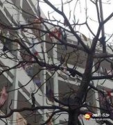 风来过了 风来过了