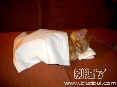 这也能当猫咪的被子和枕头? 这也能当猫咪的被子和枕头?