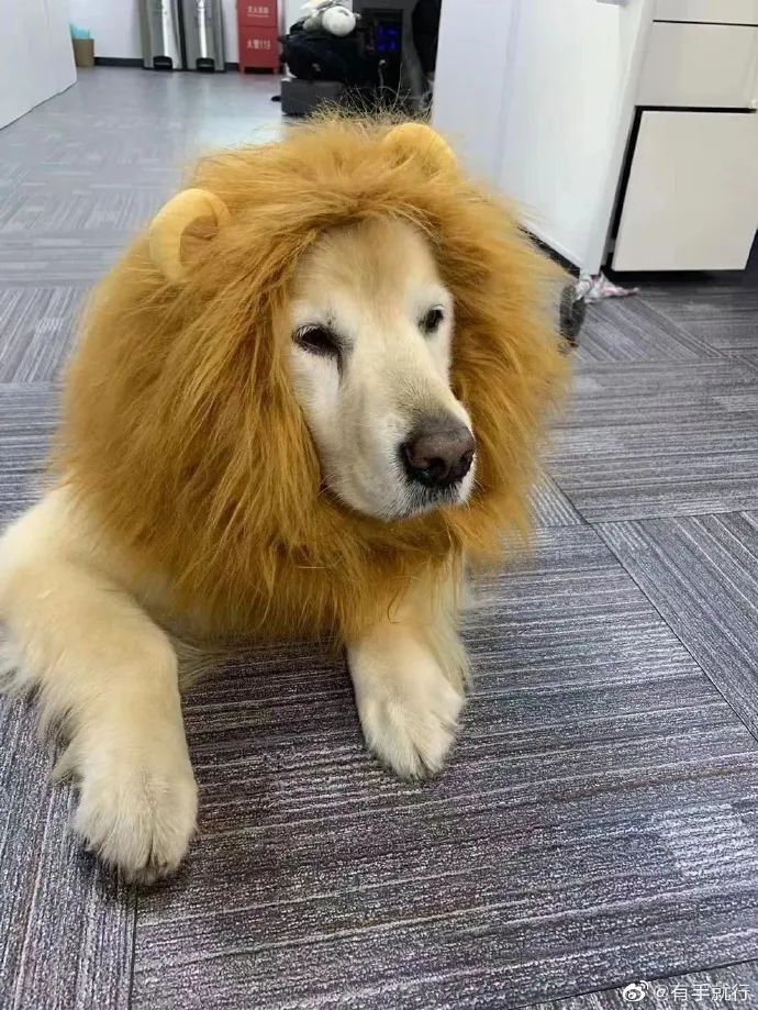 这狮子怎么狗里狗气的 这狮子怎么狗里狗气的