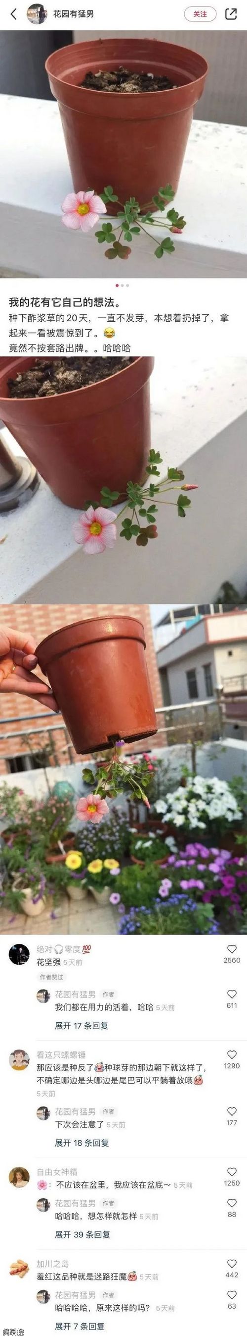 种的花把自己长迷路了