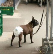 戴尿不湿的汪星人。