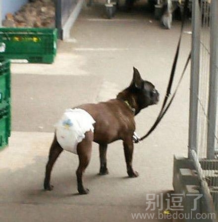 戴尿不湿的汪星人。