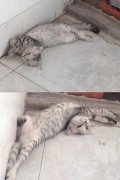 喵星人的姿势我也是醉了
