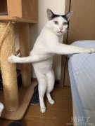 一只逗比的小猫。。