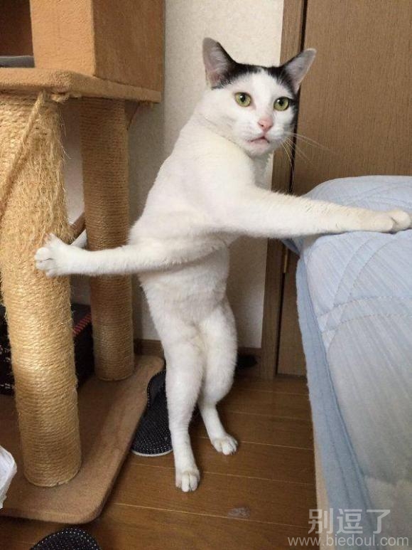 一只逗比的小猫。。