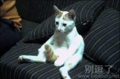 这个..好像是尾巴 这个..好像是尾巴
