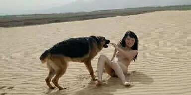 请叫我...雪橇犬