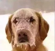 请叫我...雪橇犬 请叫我...雪橇犬