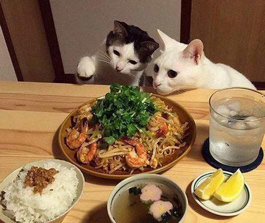 铲屎的今天给咱俩做的啥? 铲屎的今天给咱俩做的啥?