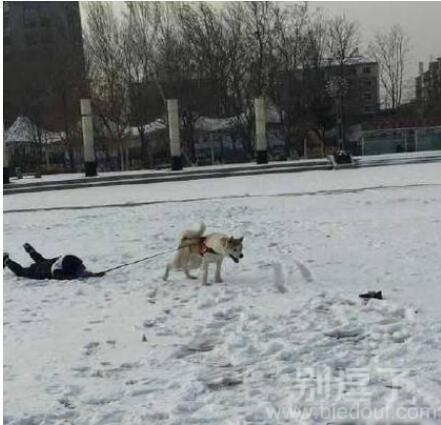 这是遛狗呢还是狗溜呢 这是遛狗呢还是狗溜呢