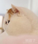 一只圆圆的小猫。 一只圆圆的小猫。