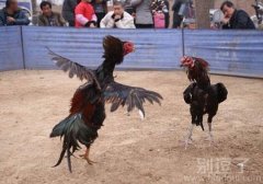 两只正在斗的鸡。 两只正在斗的鸡。