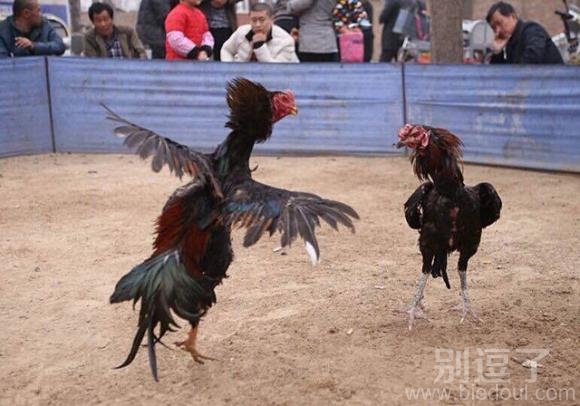 两只正在斗的鸡。 两只正在斗的鸡。