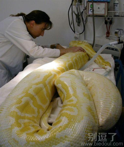 吓到我了,这么大呢! 吓到我了,这么大呢!