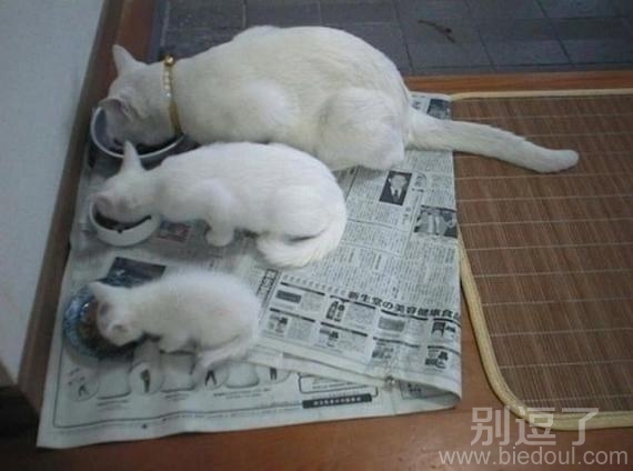 兄弟3猫,大大小小的 兄弟3猫,大大小小的