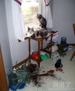 这2只猫咪要悲剧了 这2只猫咪要悲剧了
