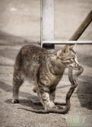 猫蛇大战？看谁先死。。。