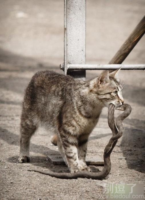 猫蛇大战?看谁先死。。。 猫蛇大战?看谁先死。。。