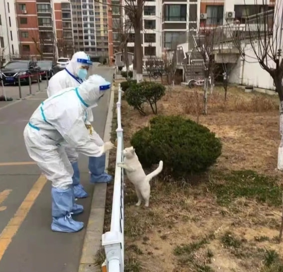 轻松一刻:转角不一定遇到爱情,可能是疫情 轻松一刻:转角不一定遇到爱情,可能是疫情