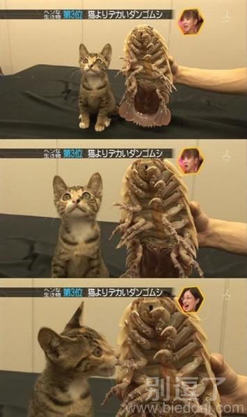 猫咪模仿秀，什么怪物