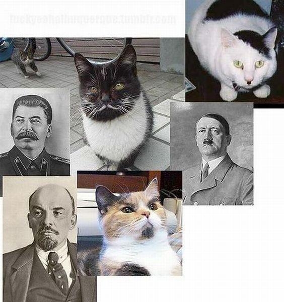 强大猫咪表情,哈哈 强大猫咪表情,哈哈
