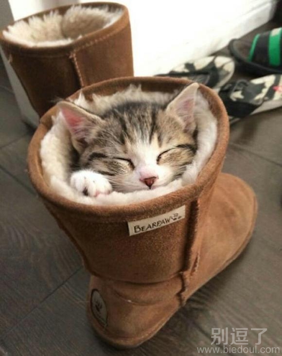 靴子也能作为温暖的床 靴子也能作为温暖的床