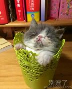 猫猫把小花的窝占了 猫猫把小花的窝占了