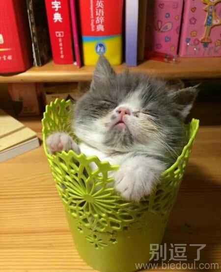 猫猫把小花的窝占了 猫猫把小花的窝占了