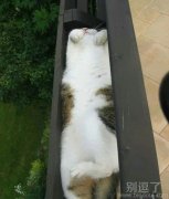 挺尸的猫咪 挺尸的猫咪