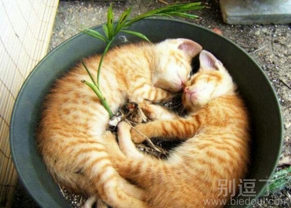 双胞胎姐妹的育婴床 双胞胎姐妹的育婴床