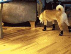 萌狗太幸福了 萌狗太幸福了