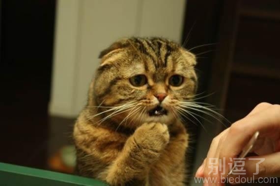 OMG，你的牌是什么！