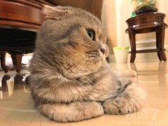 这小家伙傲娇得很