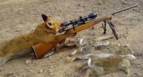 这是传说中的豺狗打猎么