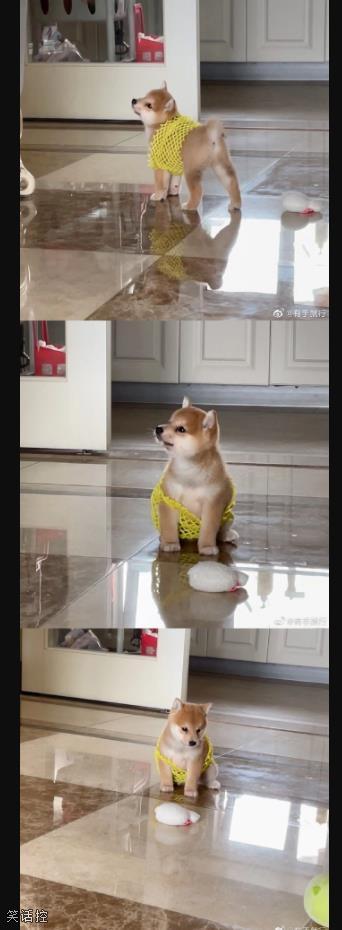 怎么会有如此衣冠不整的小柴! 怎么会有如此衣冠不整的小柴!