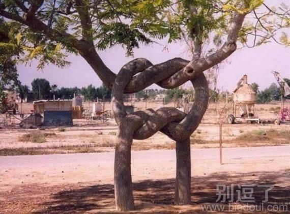 你没见过的树呢 你没见过的树呢