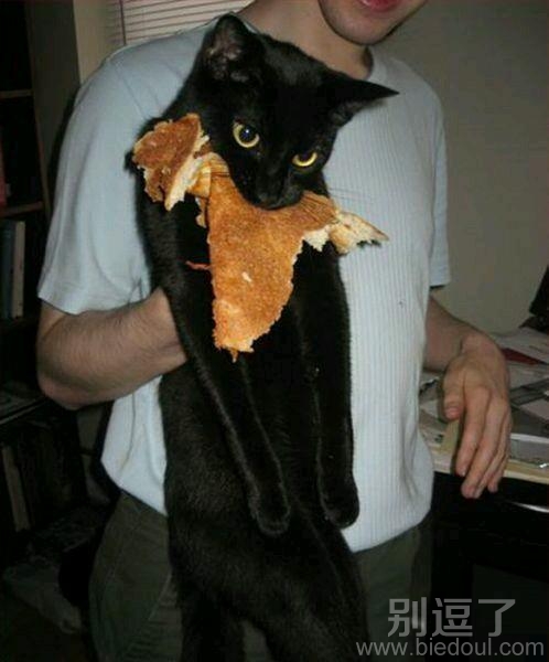 一个小猫的大餐。 一个小猫的大餐。