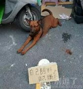 一条有骨气的狗! 一条有骨气的狗!