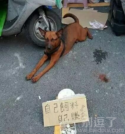 一条有骨气的狗！
