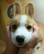 这家伙是一只兔子吗