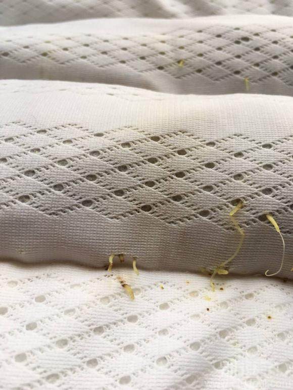 天潮的枕头都发芽了 天潮的枕头都发芽了