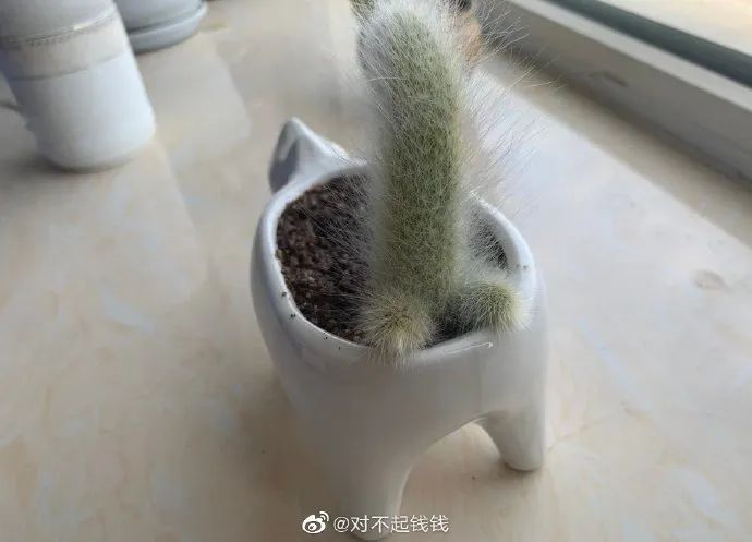 神图:你是不是以为自己很可爱? 神图:你是不是以为自己很可爱?