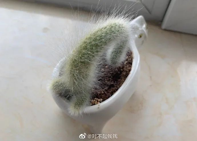 神图:你是不是以为自己很可爱? 神图:你是不是以为自己很可爱?