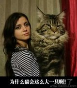 为何会有这么大的猫 为何会有这么大的猫