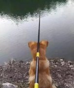 养狗千日，用狗一时！