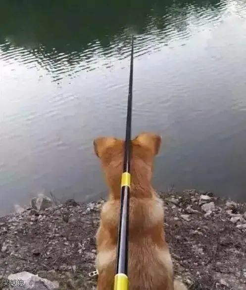 养狗千日,用狗一时! 养狗千日,用狗一时!